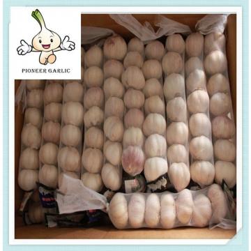 fresh bulk pure white garlic 5.0cm for Nicaragua 2016 year