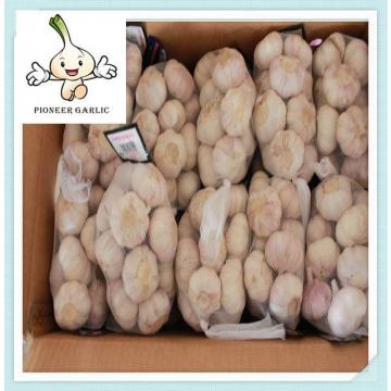 Chinese Fresh Garlic Top Quality Snow White Garlic 5.0cm 1kg/1000g Bag