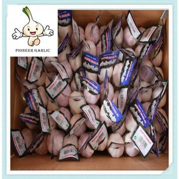 2015 Export Factory Garlic best price 2015 natural garlic for the international market