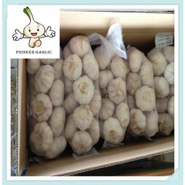 2015 New Crop Fresh Garlic for Ecuador Market with Best Price