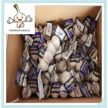 Chinese Wholesale Natural Garlic Price fresh garlic importers