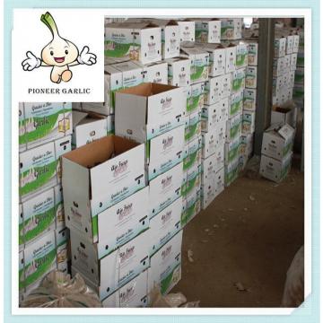 5cm carton packing fresh normal white garlic 10kg Chinese natural vegetable