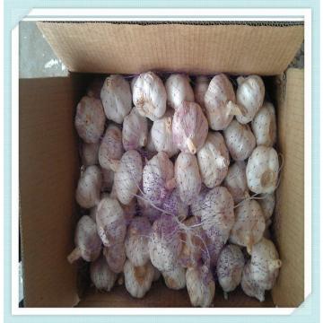 pure white garlic with best quality fresh red garlic