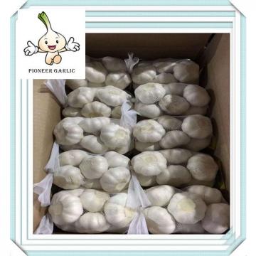 2015 chinese shandong new garlic in paper carton packing Fresh Normal Garlic