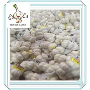 2016 new crop garlic price per ton China Pure White Garlic for Maldives 10kg/mesh bag