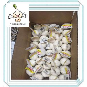 2015 new normal white garlic with competitive price fresh garlic from Shandong