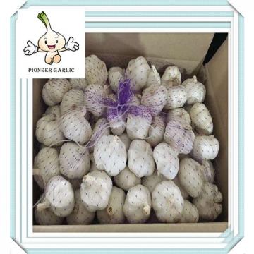 2015 fresh preserved pure white garlics Normal white garlic