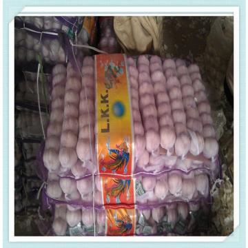 Chinese fresh garlic for sale in shandong New Crop Garlic