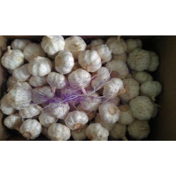 Fresh Natural Garlic Best Qualty Competitive Price China