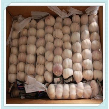 2015 new crop nature organic garlic for export Chinese garlic price