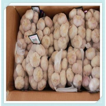 Best quality new crop fresh Chinese pure white garlic