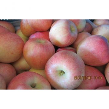 Large Red Organic Fuji Apple Fresh Contains Zinc , Red Delicious Apple large fruit, smooth fruit surface