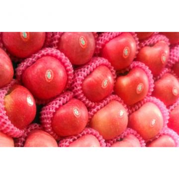 Delicious Shandong Fresh Fuji Apple / Pome Fruit 8cm With Carbohydrates, Pale yellow flesh, compact flesh