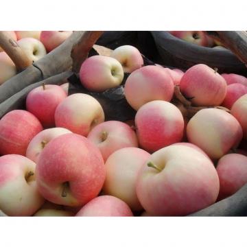 Crisp Juicy Fresh Gala Apple No Residual Pesticide For Preventing Prostate Cancer, Fruit medium - large