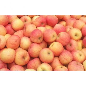 Suitable Sour / Sweet Large Fuji Apple , Juicy Red Delicious Apples