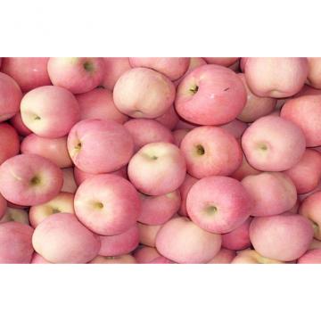 Sweet Fresh Red Fuji Apple With Smooth Surface Containing Carbohydrates,Contains vitamin B2 vitamin C