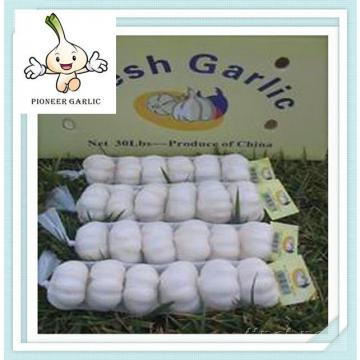 10kg packed Chinese fresh and clean garlic factory price