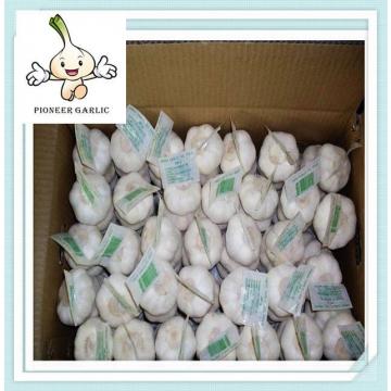 2015 hot sale of natural garlic Selling White Garlic From brasil