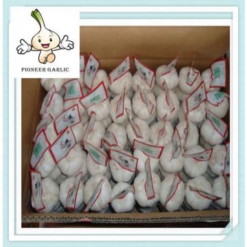 5.5CM fresh natural pure white garlic supplier In Mesh Bag or Carton