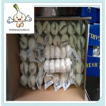 Chinese Super White Garlic - Pure White Garlic 5.5CM 10KG/Carton