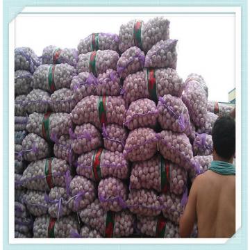 fresh garlic with good taste garlic supplier from China