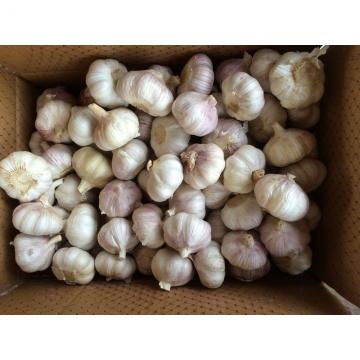 Fresh Normal  White Garlic Best Qualty Competitive Price China