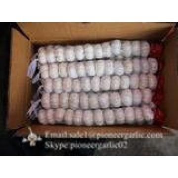 Jinxiang Shandong Fresh Normal White Garlic 5cm Small Packing in Carton Box