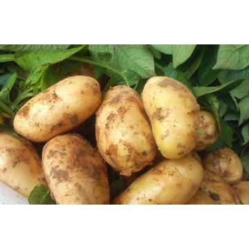 Yellow Long Organic Potatoes , Cold Storage Potato For Supermarket, eating fried crisp, Fried strips not broken