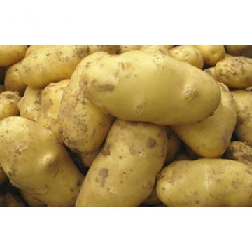 Pure Natural Fresh Holland Potato Yellow Flesh , Thin Skin For Human Health