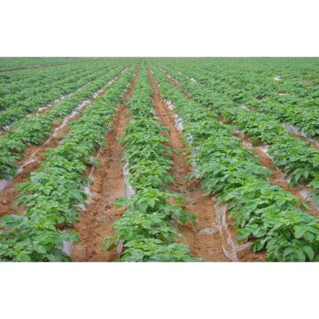 Long Shelf Life Holland Potato With Complete Body For Supermarket