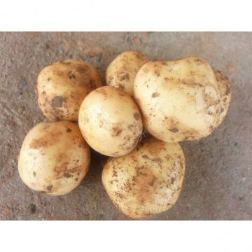 Round Natural Organic Potatoes No Fleck Containig Protein , Carbohydrates, Large tubers
