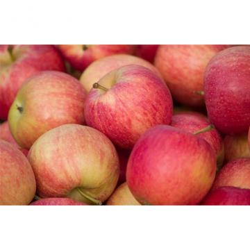 Anti-oxidant strength (ORAC value) of 100 g apple fruit with 5900 TE Nutrition Fuji Apple Delicious and crunchy apple fr