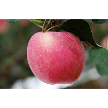 Carbohydrates 13.81g fresh red Organic fuji apple quarenden nutrition health the World's Healthiest Foods Fuji apple
