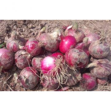 Red Natural Fresh Onion Anti-Cholesterol For Grilling And Char-Broiling, Flat spherical or spherical