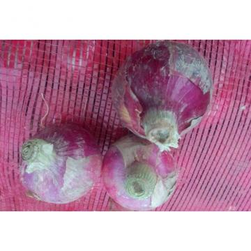 Organic Anti-Inflammatory Red Natural Fresh Onion Contains Vitamin B6 , C, Appearance of prunosus onion