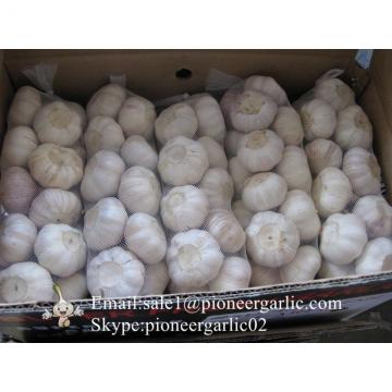 Best Quality 5.5cm Purple Normal White Garlic Packed In Carton Box