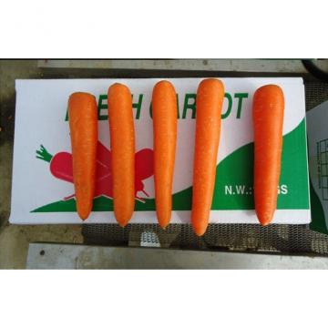 Fresh Sweet Red-Orange Organic Carrot Containing Rich Carotenes And Vitamin-A
