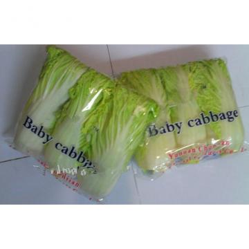 Long White Chinese Napa Cabbage Contains Folic Acid With Smooth Surface For Preserve, Delicate quality, Fleshy sweet