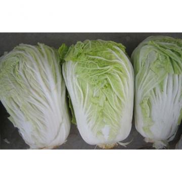 No Rotten Chinese Napa Cabbage / Bok Choy Contains Vitamin K , C , ISO 9001, The leaf surface smooth