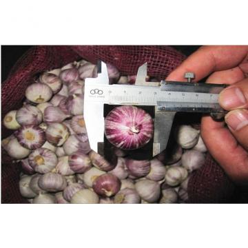 4.5 - 6.5cm Red Organic Fresh Garlic For Medicine Containis Vit. B9 , Mg