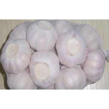 5.5cm Natural Organic Fresh Garlic For Infections Treatment , Not Broken