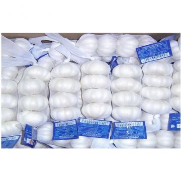 Pure White Organic Fresh Garlic Fresh For Cooking , Medicinal 4.5cm - 6.5cm, Strong bactericidal