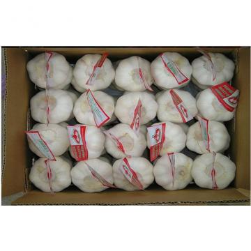 New Crop Normal White Big Organic Fresh Garlic Up 6.5cm For Beriberi Treatment