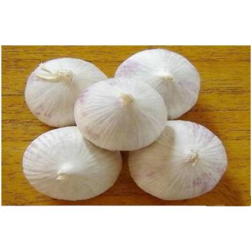 4.0 - 6.5CM White Organic Fresh Garlic For Preventing Diabetes Mellitus