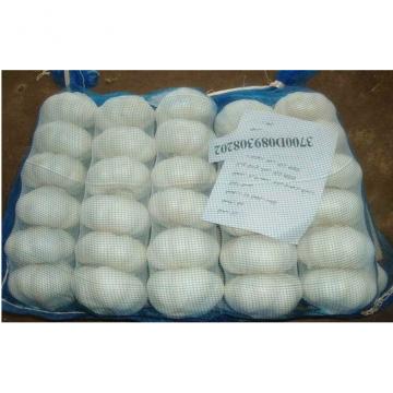 golden supplier china wholesale garlic with low price