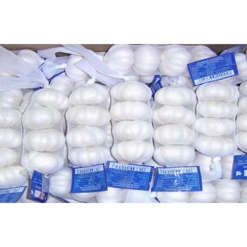 10kg / carton Chinese Fresh Garlic Hot Sale Chinese Fresh Garlic