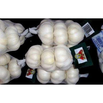 China / Chinese Fresh New Garlic Packages garlic new crop