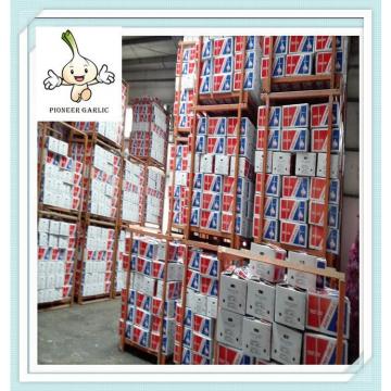 2016 cold storage fresh red garlic , new price Chinese style china products