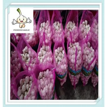 New Produce Fresh Garlic 5P Package 10kg/ctn Chinese Fresh Normal White Garlic