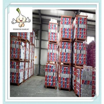 2016 Shandong fresh white garlic new crop fresh garlic factory directly supply